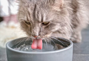Trend mlem ra đời từ âm thanh khi uống nước của mèo
