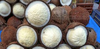 Mộng dừa hiện đang được bán với giá rất cao