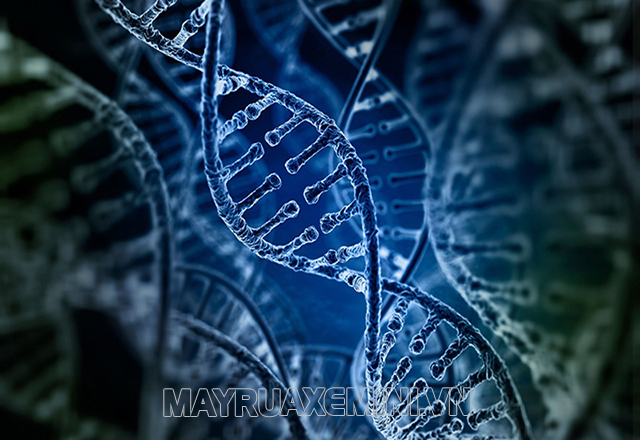 Di truyền liên kết là hiện tượng các gen có khả năng được di truyền cùng nhau