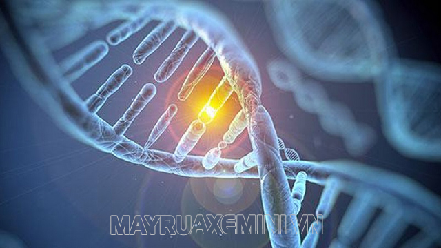 Gen di truyền là một yếu tố ảnh hưởng đáng kể đến tốc độ trao đổi chất