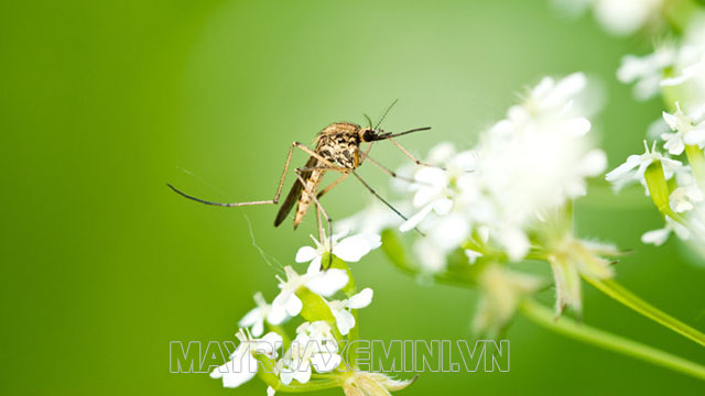 Muỗi đực hút nhựa cây còn muỗi cái hút máu để duy trì sự sống