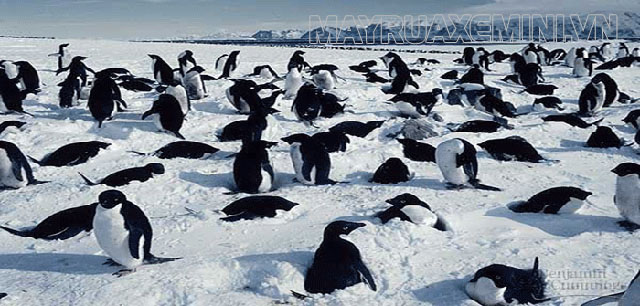 Quần thể chim cánh cụt ở Nam Cực