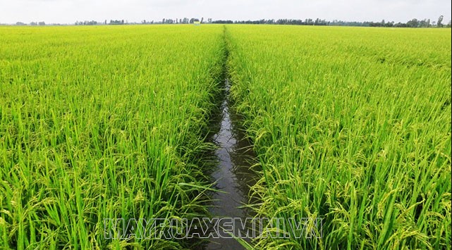 Ruộng lúa là một hệ sinh thái phong phú